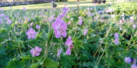 Geranium phaeum 'Walküre' Tõmmu kurereha